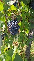 IMG-20260906-WA0007
